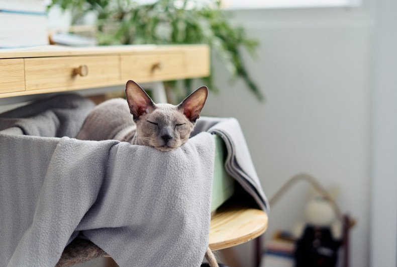 sphynx cat sleeping in basket